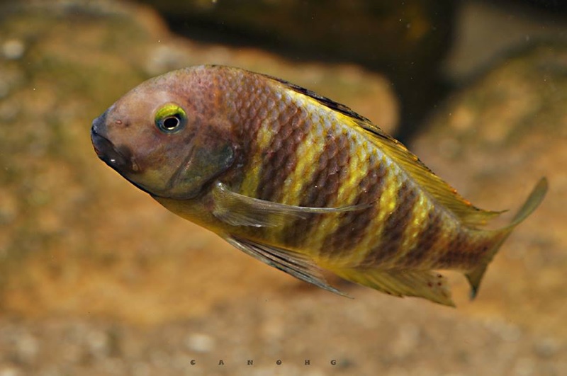 Tropheus brichardi 'Ujiji'